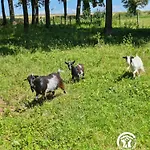 Les Petites Fontenelles Montjean (Mayenne)